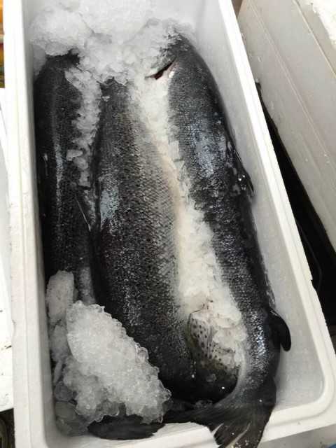 Frozen Salmon Fish, Atlantic Salmon Fish